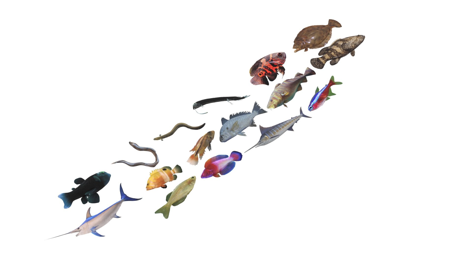 3D Fishes Set https://p.turbosquid.com/ts-thumb/Y8/hAvjxF/y4/fishesset23/jpg/1658388057/1920x1080/fit_q87/ec5464206d1624a8fb9de5f6a5480a02286caa7b/fishesset23.jpg