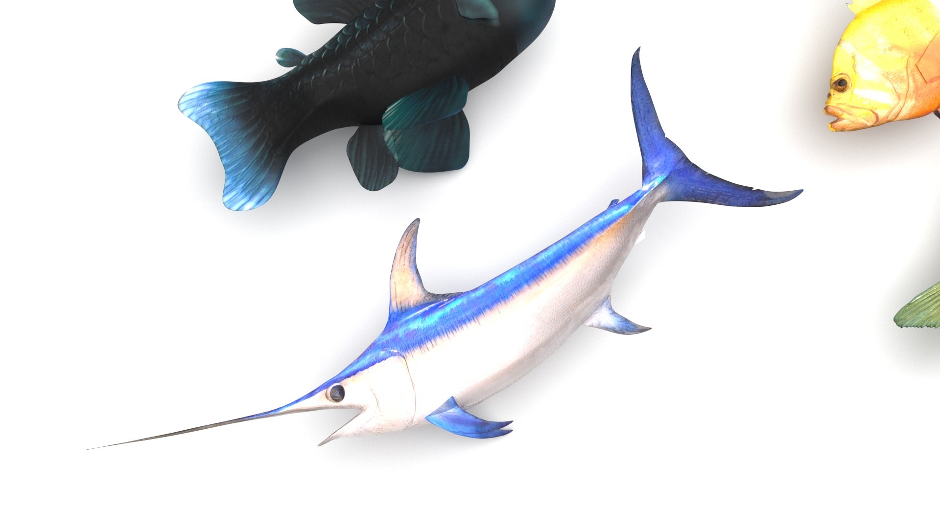 3D Fishes Set https://p.turbosquid.com/ts-thumb/Y8/hAvjxF/yr/fishesset11/jpg/1658388050/1920x1080/fit_q87/aca6e91bf1ff5502ece197873502bdcd04881db2/fishesset11.jpg
