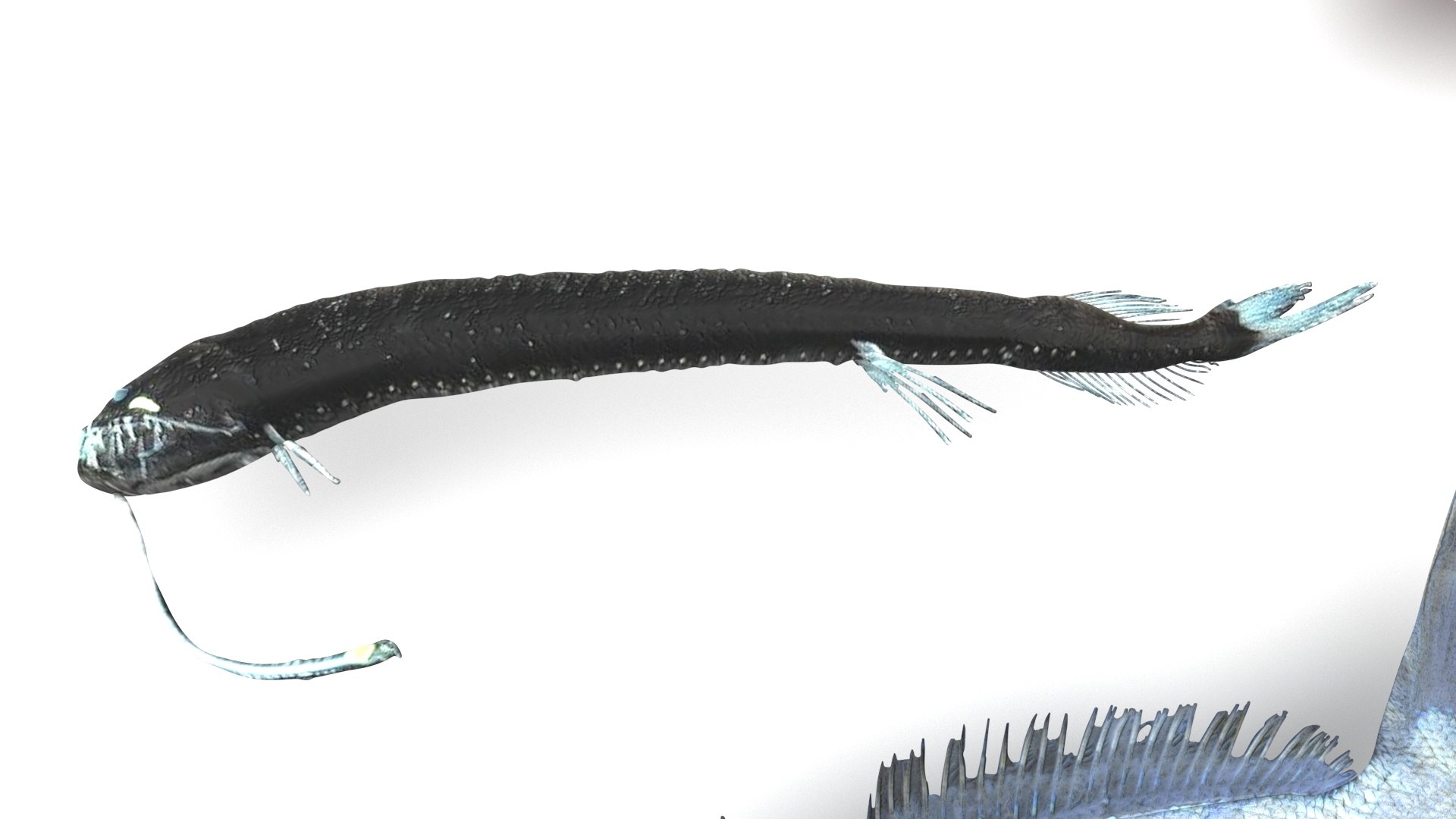 3D Fishes Set https://p.turbosquid.com/ts-thumb/Y8/hAvjxF/zd/fishesset8/jpg/1658388049/1920x1080/fit_q87/5dacbe75837e63d2687c71912ed67c20ca43fa6d/fishesset8.jpg