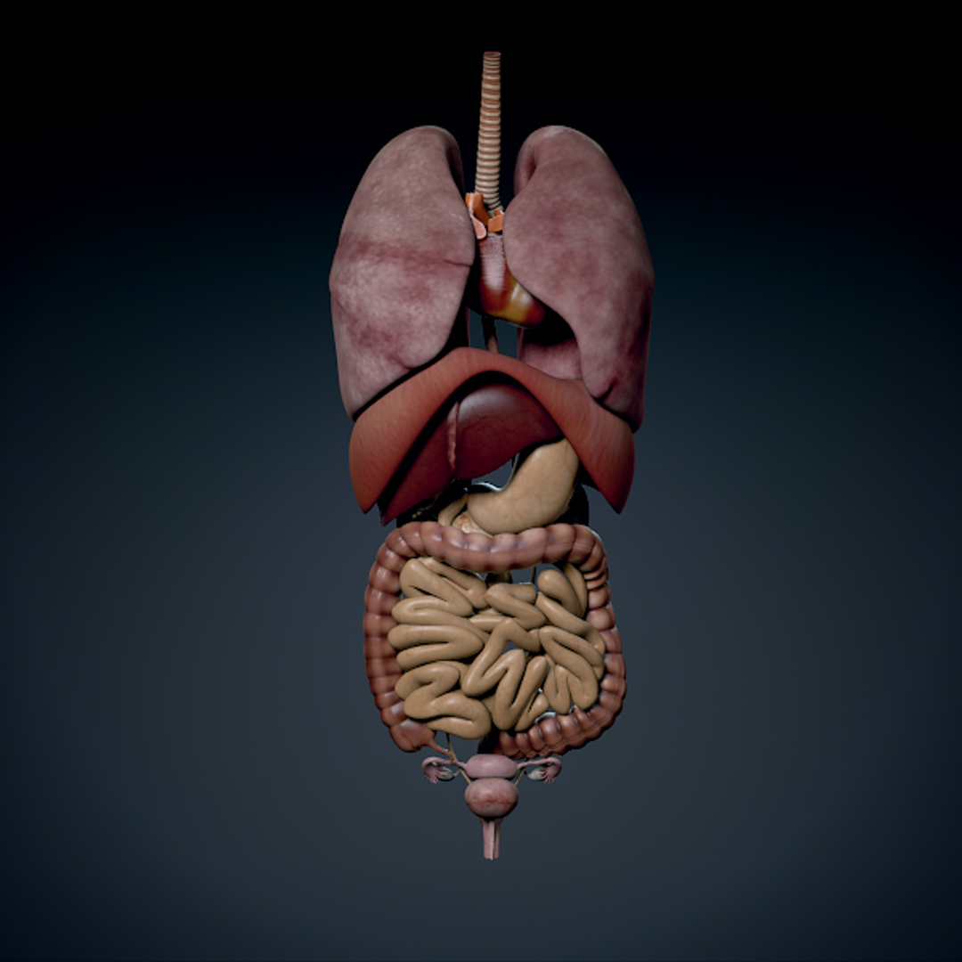 Human Female Torso Anatomy Muscles 3d Model