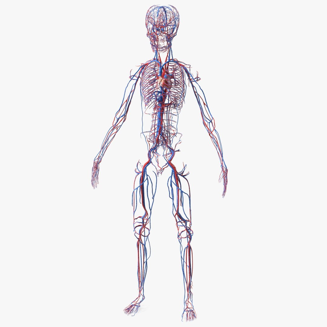 Boy Body Circulatory System 3D model preview