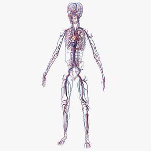 3D model Boy Body Circulatory System