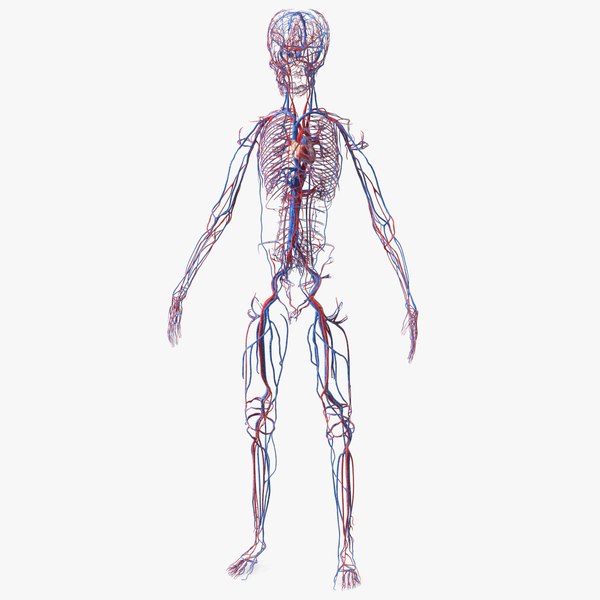 Демонстрационная модель сердечно-сосудистой системы человека МУ0441