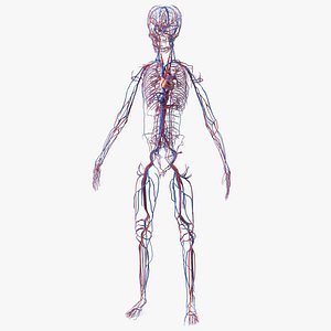 Boy Body Circulatory System