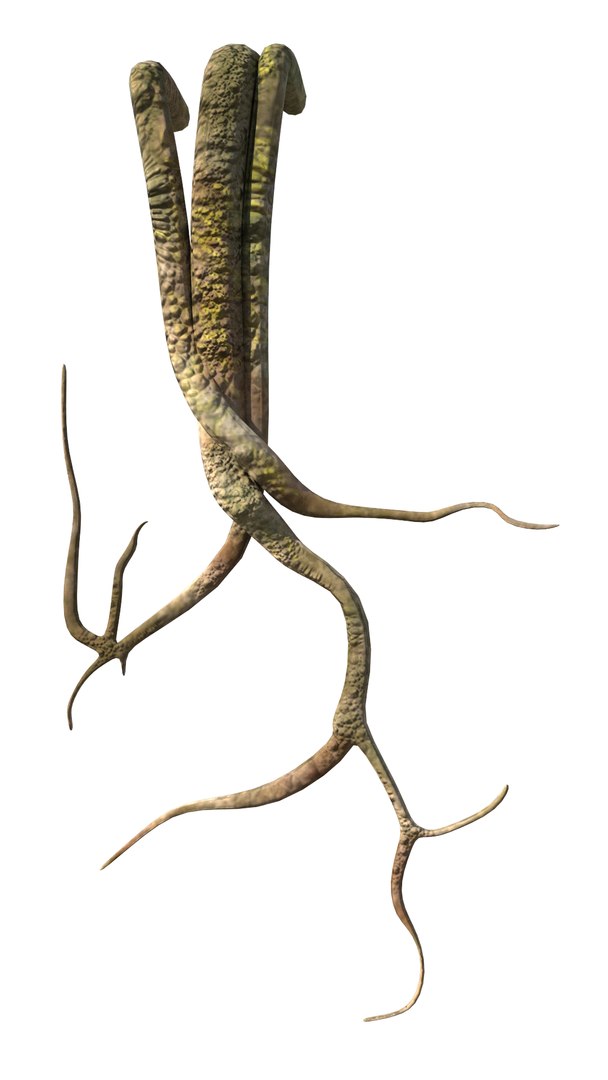 3D roots vines https://p.turbosquid.com/ts-thumb/Y9/AsvMOx/9tbdZqDS/root_03/png/1564544538/1920x1080/fit_q87/c7c865a761a1cf436055e3ec6da159f0b04988d6/root_03.jpg