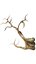 Pack Racines ou Vignes Low-Poly