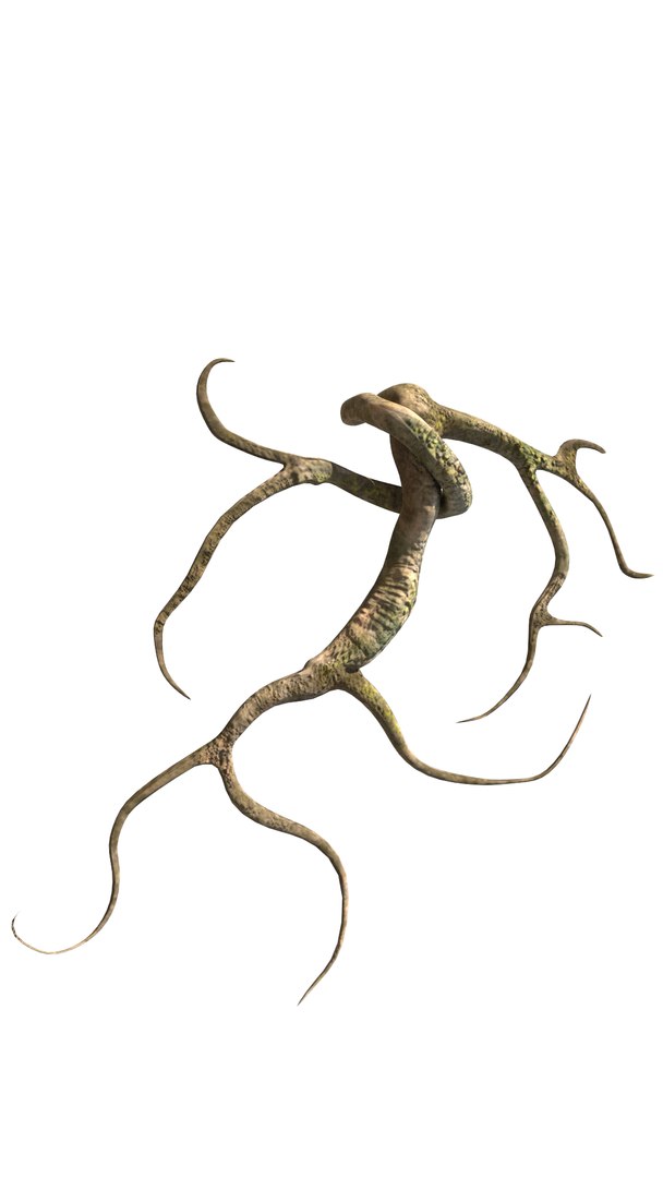 3D roots vines https://p.turbosquid.com/ts-thumb/Y9/AsvMOx/NJKMeWiE/root_05/png/1564544538/1920x1080/fit_q87/73a1ea5715c9b07e15dc299ee1ffb07080f61cdf/root_05.jpg