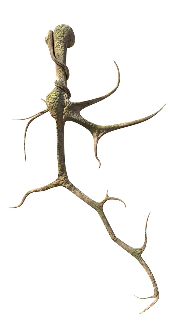 3D roots vines https://p.turbosquid.com/ts-thumb/Y9/AsvMOx/VEvQwp5f/root_04/png/1564544538/1920x1080/fit_q87/1c775dc90d9e7fa33465d49f607c3633a0a393f1/root_04.jpg