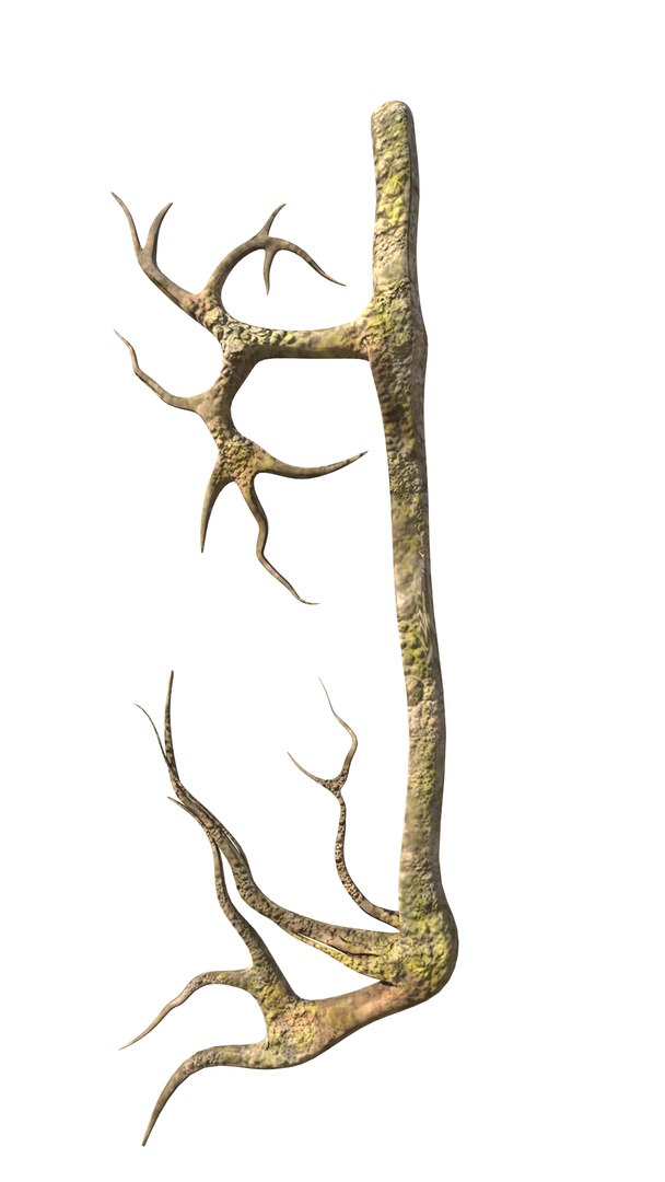 3D roots vines https://p.turbosquid.com/ts-thumb/Y9/AsvMOx/vVovJOcm/root_07/png/1564544538/1920x1080/fit_q87/2b53cc28993864fc03e6d4279f2714734588518d/root_07.jpg