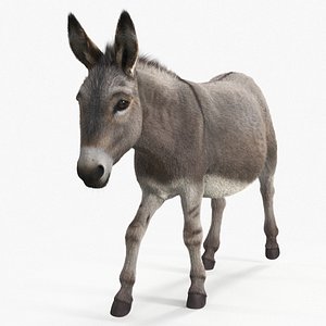 3D Short-Haired Pack Donkey Fur Rigged model