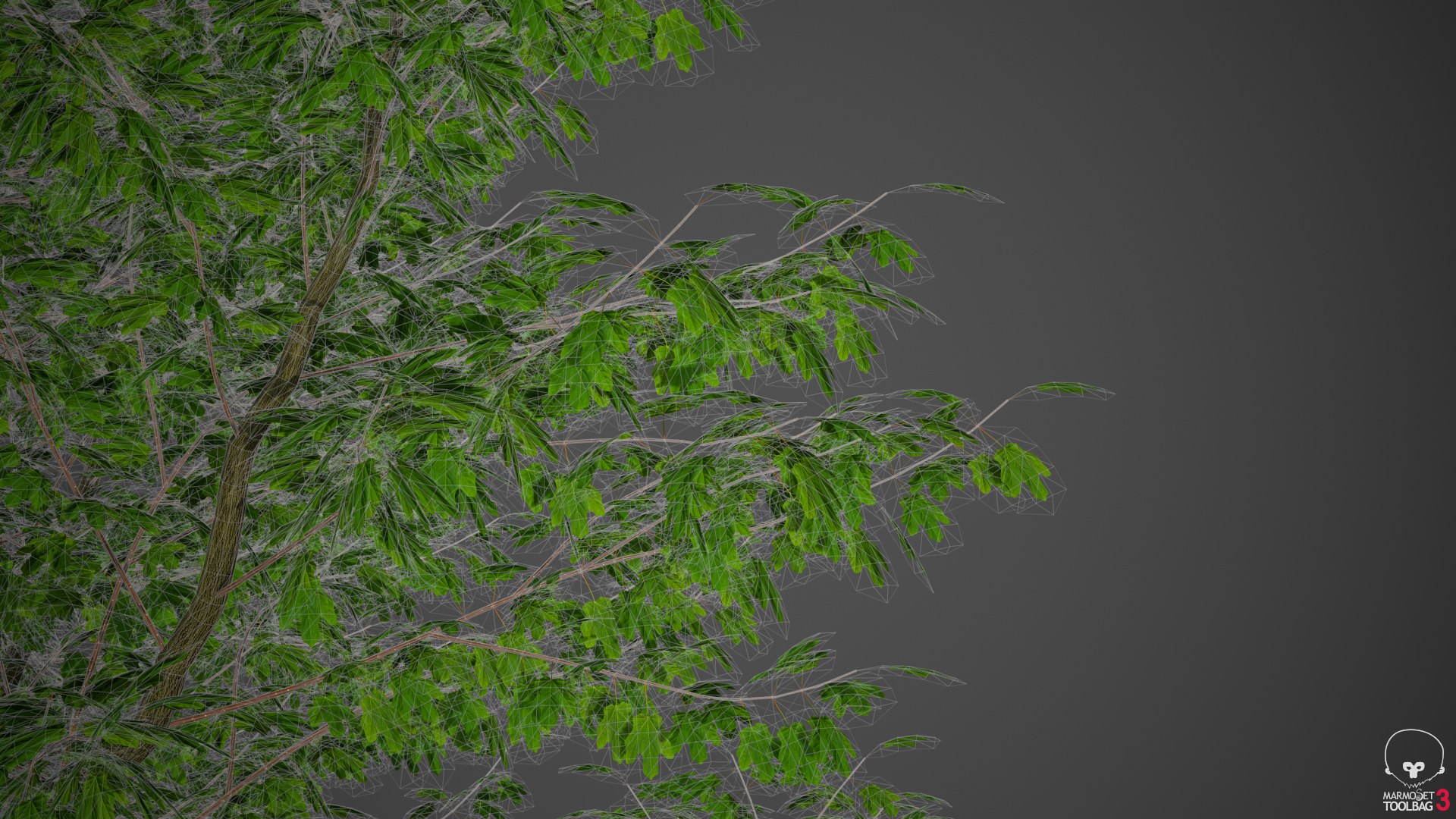 XfrogPlants Freeman's Maple - Acer Freemani model - TurboSquid 1719364