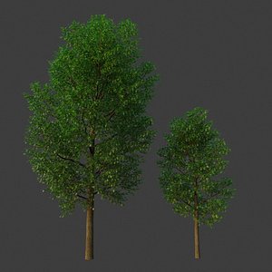 XfrogPlants Freeman's Maple - Acer Freemani