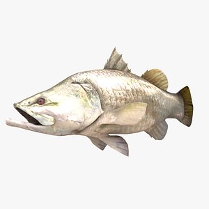 Barramundi