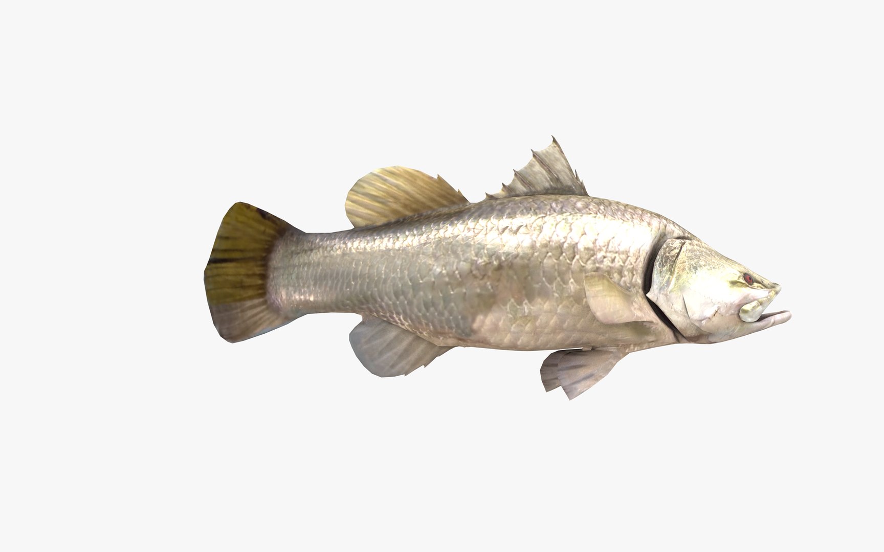 Barramundi 3D model https://p.turbosquid.com/ts-thumb/Y9/O1LC6m/Db/barramundi_latescalcarifer_fish_3d_model_by_andreas_piel_005/png/1652050880/1920x1080/fit_q87/5ea1c98491edb64ac0b25c3d394b04ad8f5eb9f0/barramundi_latescalcarifer_fish_3d_model_by_andreas_piel_005.jpg