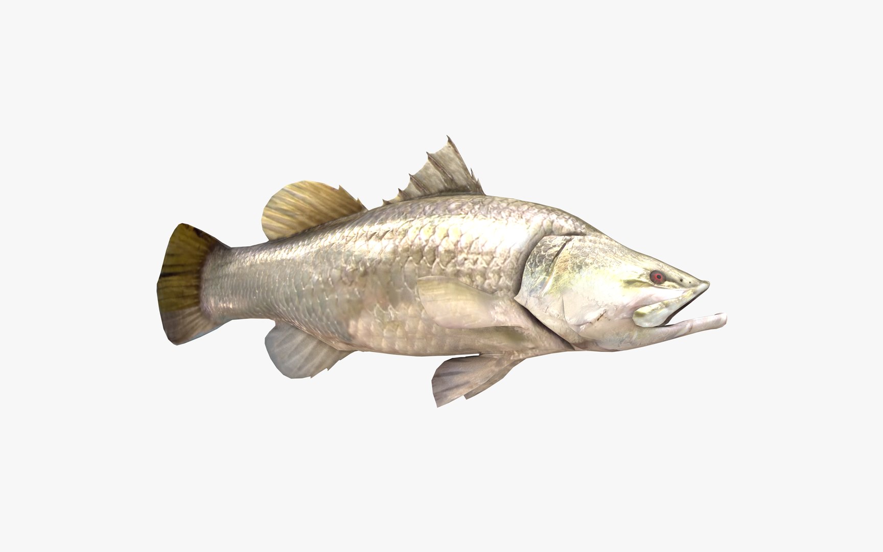 Barramundi 3D model https://p.turbosquid.com/ts-thumb/Y9/O1LC6m/TX/barramundi_latescalcarifer_fish_3d_model_by_andreas_piel_004/png/1652050878/1920x1080/fit_q87/118bae82bf127e4f800e44d03d74c11a618ed2c8/barramundi_latescalcarifer_fish_3d_model_by_andreas_piel_004.jpg