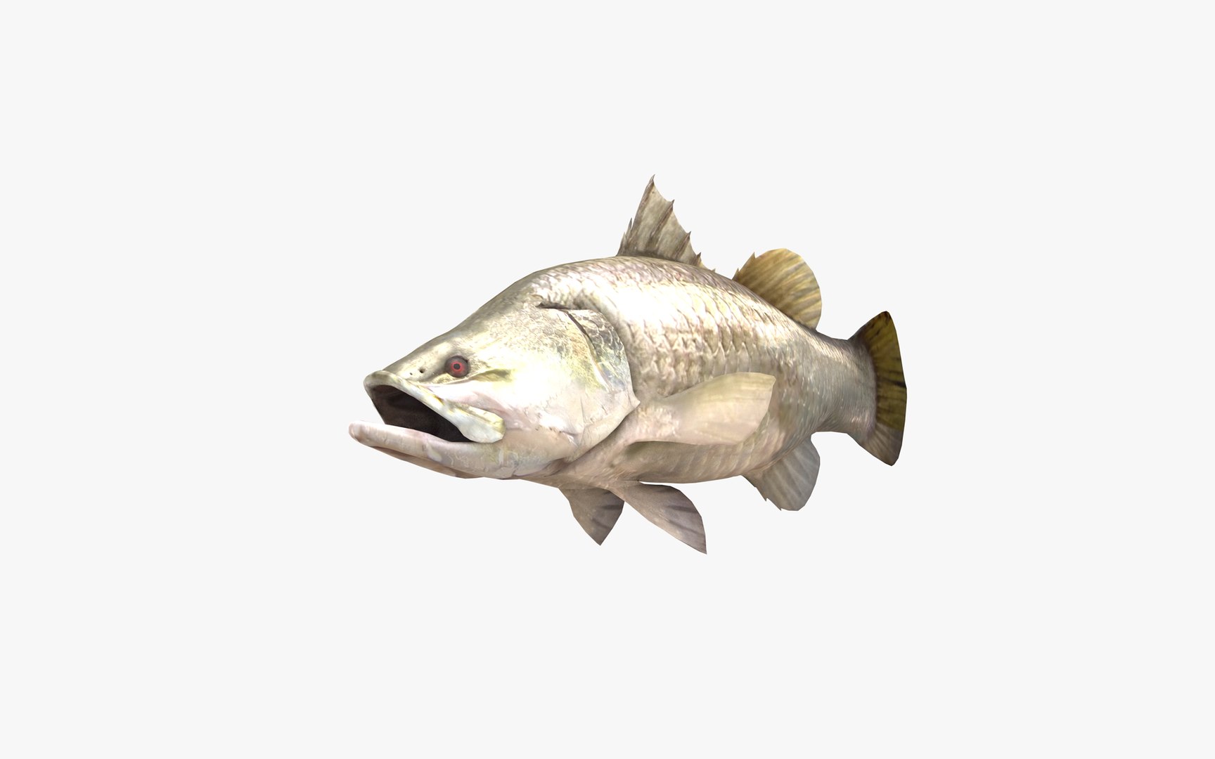 Barramundi 3D model https://p.turbosquid.com/ts-thumb/Y9/O1LC6m/rP/barramundi_latescalcarifer_fish_3d_model_by_andreas_piel_003/png/1652050876/1920x1080/fit_q87/92b804a251bc485a20bfb517589ed5cb6f946775/barramundi_latescalcarifer_fish_3d_model_by_andreas_piel_003.jpg