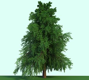3D evergreen tree