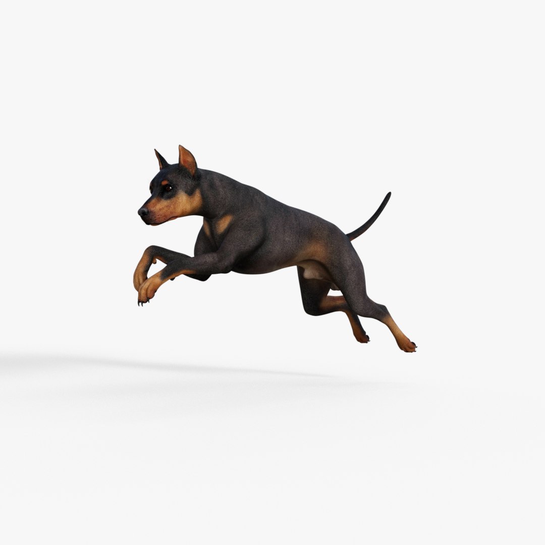 Doberman Dog Rigged Model - TurboSquid 2220293