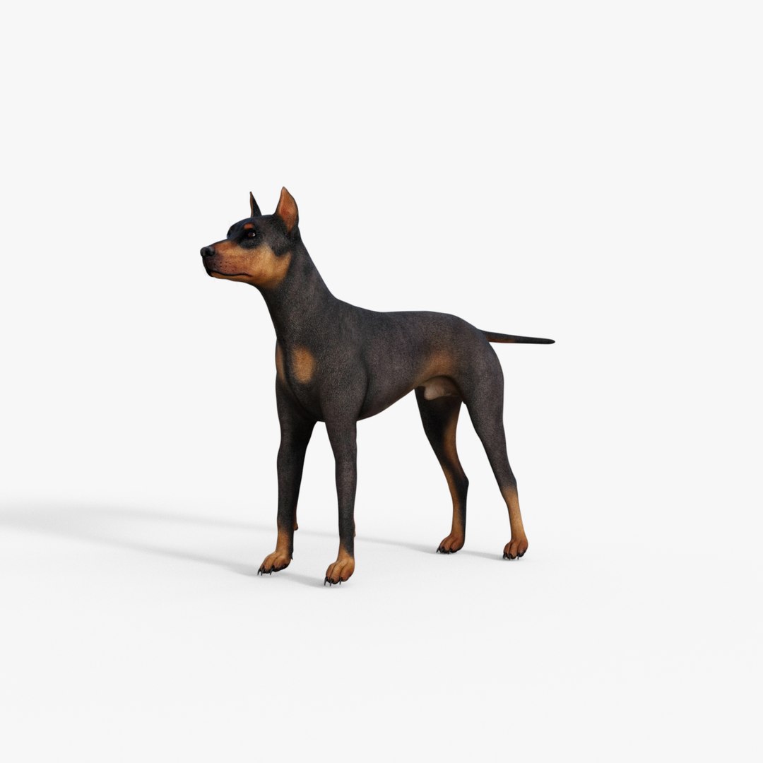Doberman Dog Rigged Model - TurboSquid 2220293