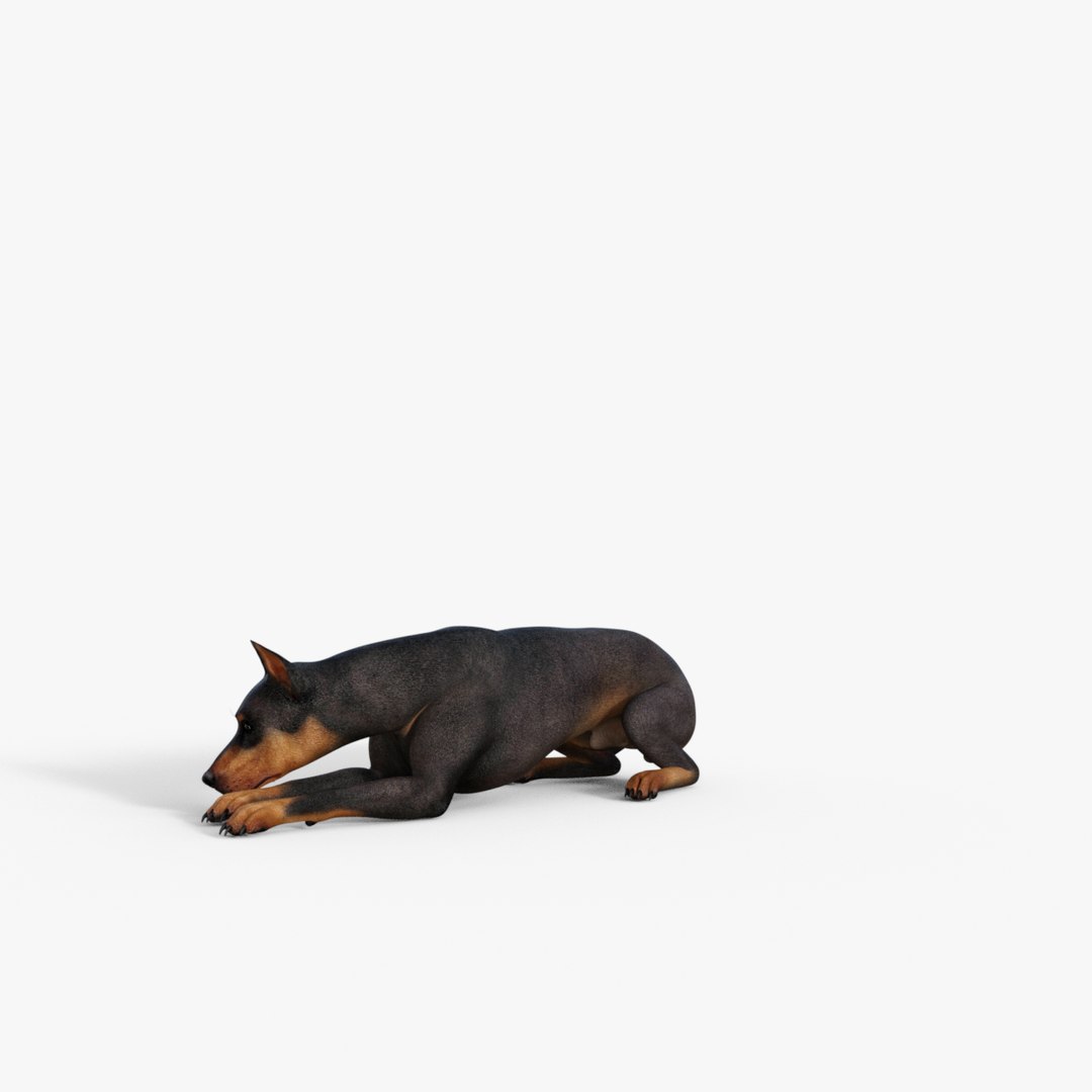 Doberman Dog Rigged Model - TurboSquid 2220293