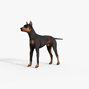 Doberman  Dog Rigged model