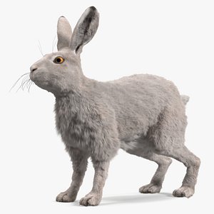 3D model Winter White Hare Fur Rigged