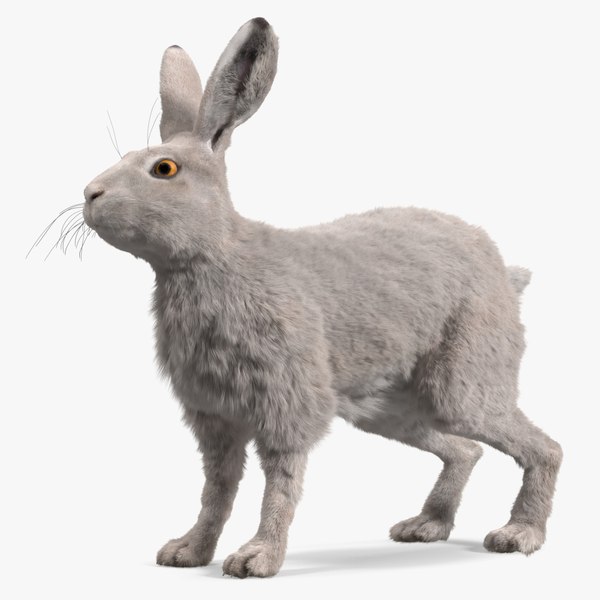 Free 3D Rabbit Models | TurboSquid