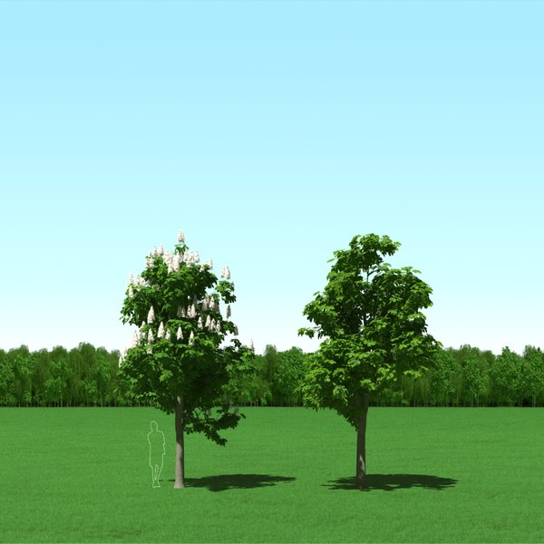 modelo 3d Árbol De Castaño En Flor (Castanea) - TurboSquid 921811