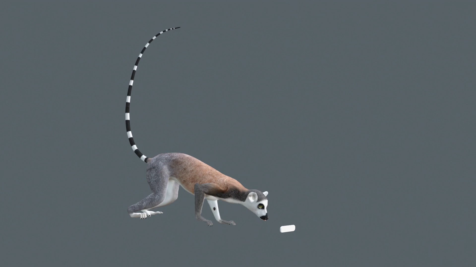3D Ring Tailed Lemur Animated - TurboSquid 1892085
