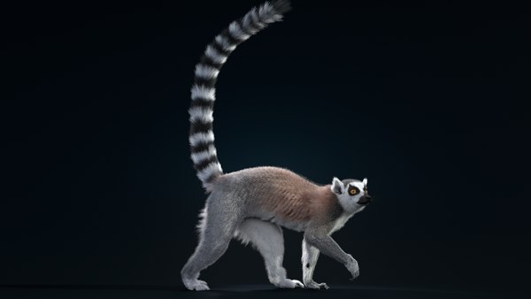 ワオキツネザルのアニメーション3Dモデル - TurboSquid 1892085