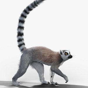 3D Ring Tailed Lemur Animated