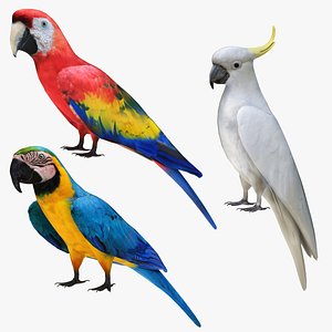 3D model Parrot Collection 3 in 1