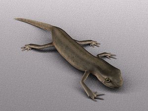smooth newt female (european)