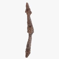 Textured Bark Branch Quercus Hardwood