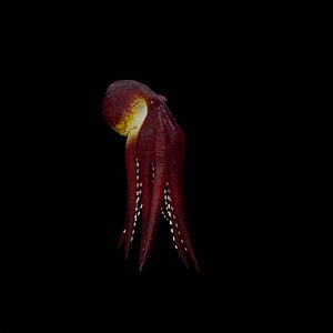 3D octopus swimming animation