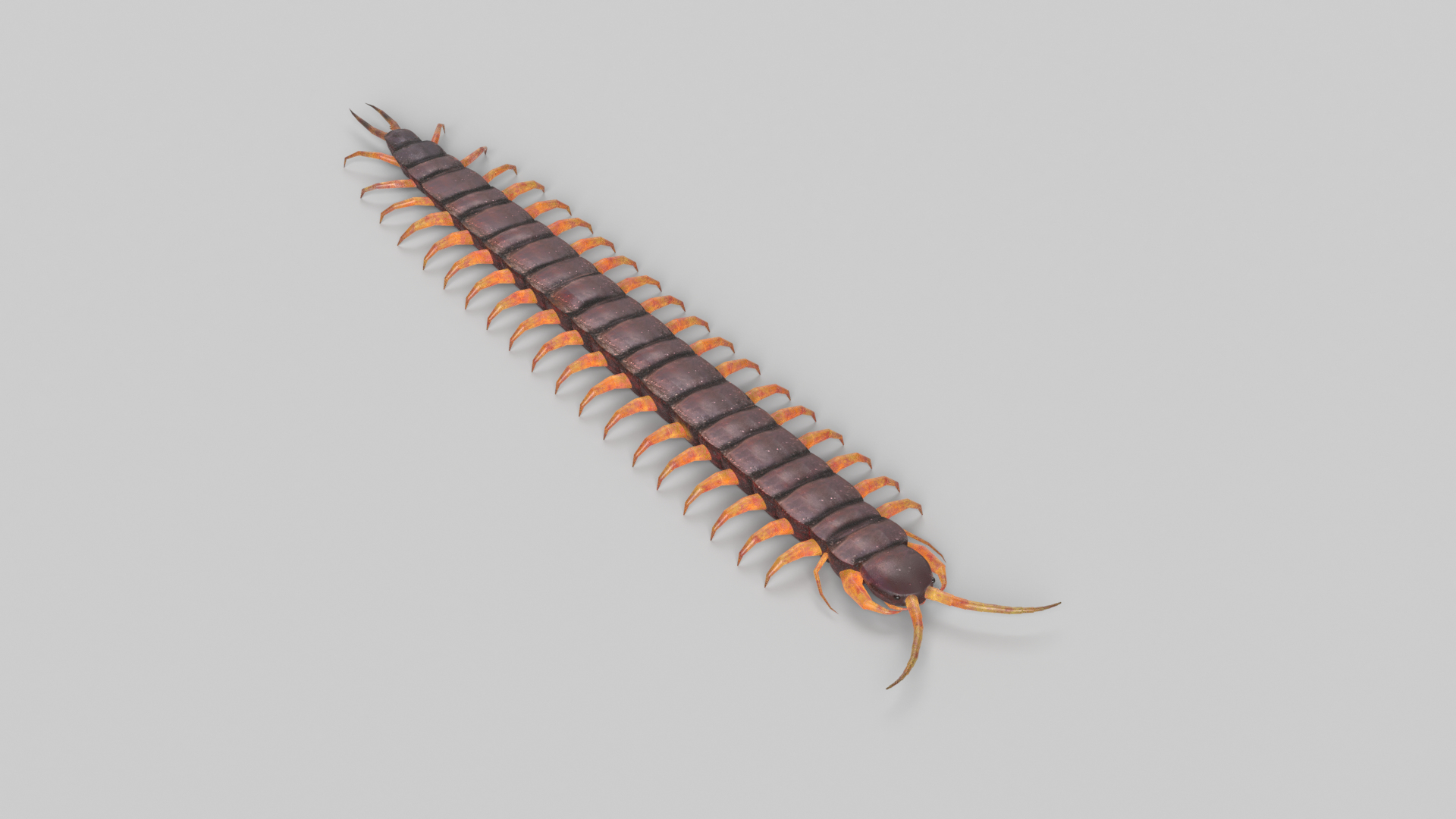 Bug Collection 3 model https://p.turbosquid.com/ts-thumb/YA/k3BNSc/8Q/centipede_images/png/1619103704/1920x1080/turn_fit_q99/04791da8ffd8183a99558cda7b842070555a1dbd/centipede_images-1.jpg