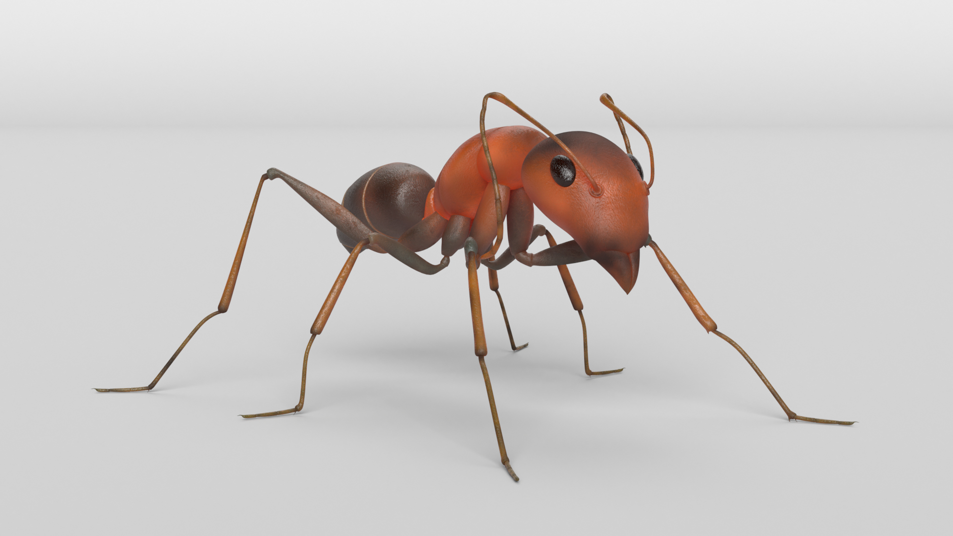 Bug Collection 3 model https://p.turbosquid.com/ts-thumb/YA/k3BNSc/BK/ant_images/png/1619103240/1920x1080/turn_fit_q99/90a0057c0cf19228ff60f6d2af1b6900bddfe9c9/ant_images-1.jpg