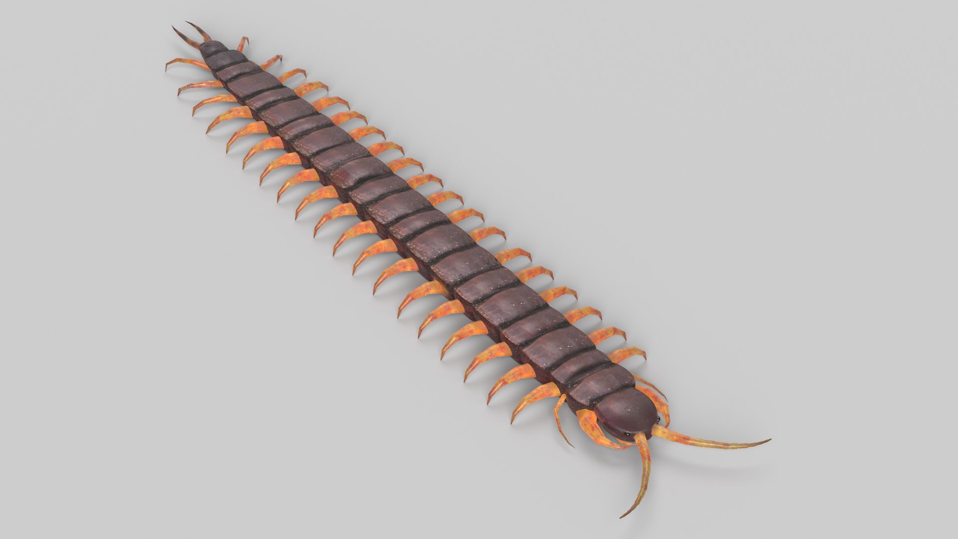 Bug Collection 3 model https://p.turbosquid.com/ts-thumb/YA/k3BNSc/Q7/centipede_thumbnail_color/png/1619103666/1920x1080/fit_q87/ff9c5fd4bdda2a940fbea6014c07a8aa9123c6ea/centipede_thumbnail_color.jpg