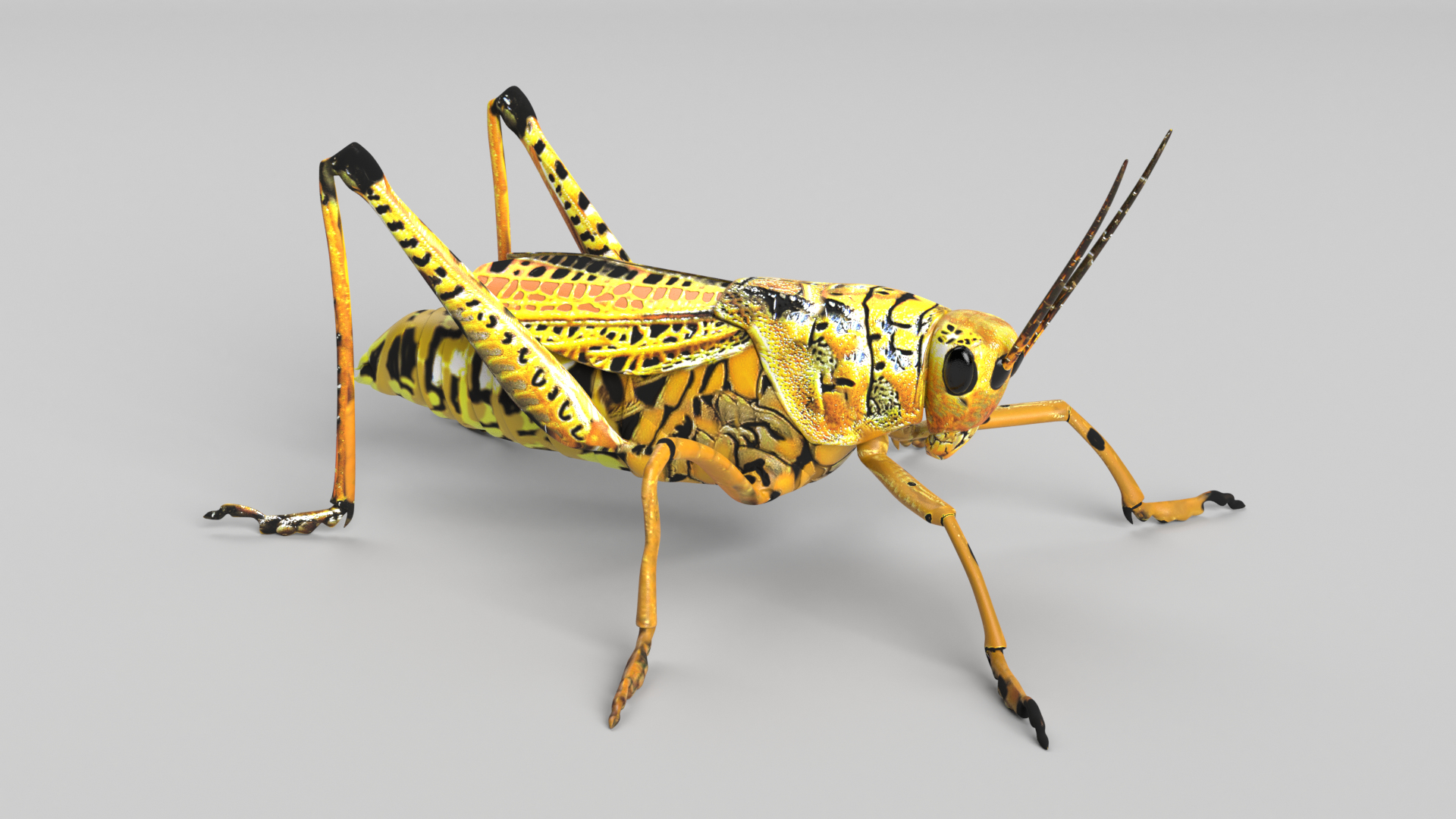 Bug Collection 3 model https://p.turbosquid.com/ts-thumb/YA/k3BNSc/oj/grasshopper_images/png/1619103351/1920x1080/turn_fit_q99/e855a92f1a3da15644e43606785e2373a1d0e0f3/grasshopper_images-1.jpg