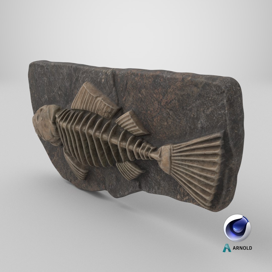 Fish Fossil 003 Textured 3D model https://p.turbosquid.com/ts-thumb/YA/kJ0sDS/SF/stemcell_cinema_4d_arnold_render/png/1730912766/1920x1080/fit_q87/6aefd24bc502fad4f88065445ead96ad928b7fd7/stemcell_cinema_4d_arnold_render.jpg