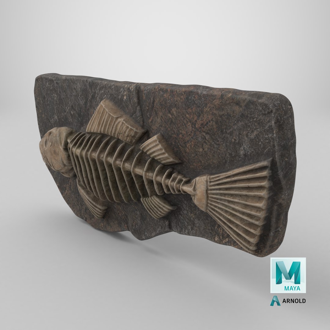 Fish Fossil 003 Textured 3D model https://p.turbosquid.com/ts-thumb/YA/kJ0sDS/X2/stemcell_maya_arnold_render/png/1730912760/1920x1080/fit_q87/5cdf694ee60f8898d4f8f5e17d9cd22d6a6853c5/stemcell_maya_arnold_render.jpg