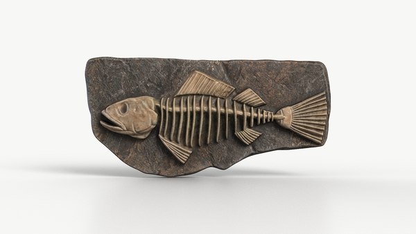 【美品】34cm ポリプテレス （樹脂製）fish craft REAL製作 楽天市場】FRPアニマルオブジェ ヤイトハタ Estuary Cod リアル