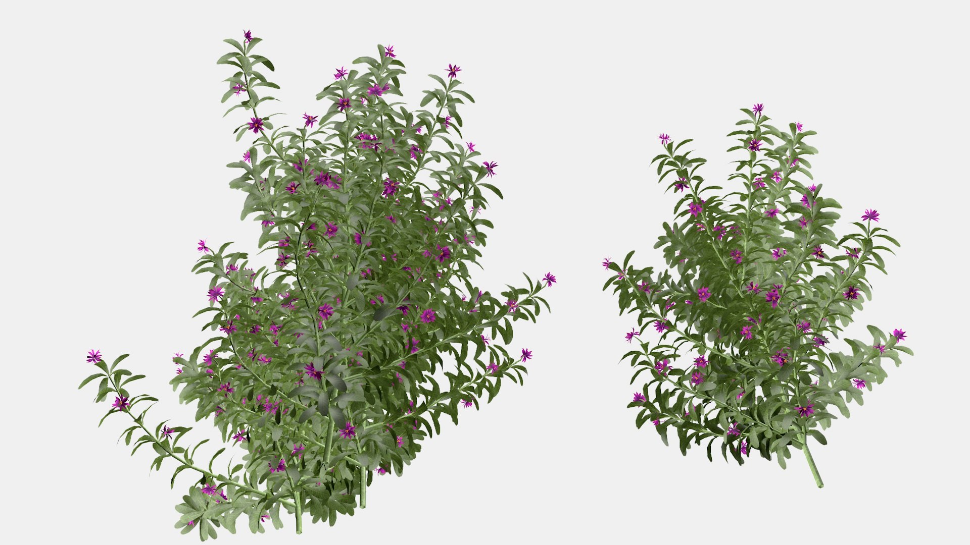 Cassie Flower 3d Model 3D model https://p.turbosquid.com/ts-thumb/YA/kWsmbz/DX/a3/jpg/1651963867/1920x1080/fit_q87/d9b4b6d062a433dbea5d228060f158fdea5d15d2/a3.jpg