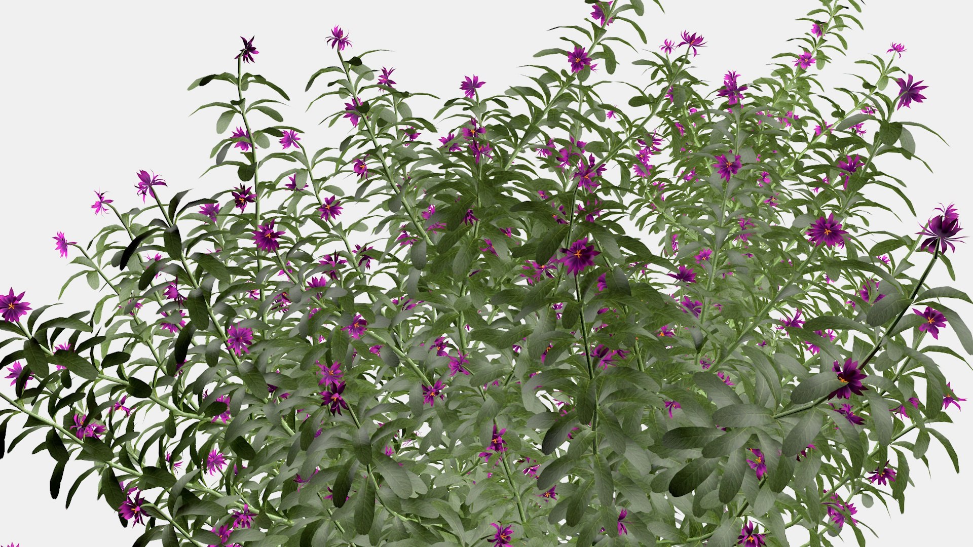 Cassie Flower 3d Model 3D model https://p.turbosquid.com/ts-thumb/YA/kWsmbz/H9/a1/jpg/1651963866/1920x1080/fit_q87/1323365e3d2b3fa6bea81a558ee3293ee1f4ab41/a1.jpg