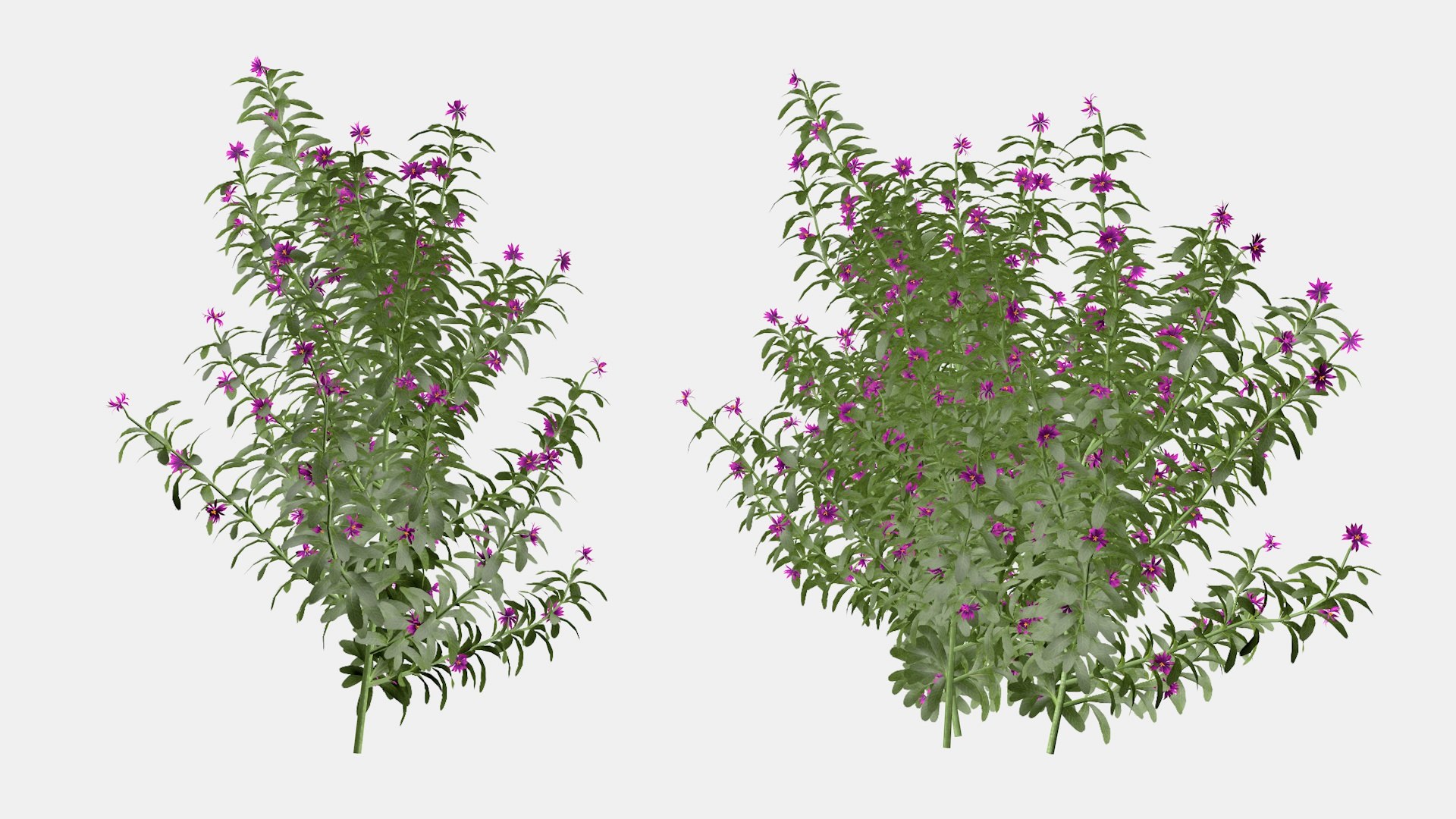 Cassie Flower 3d Model 3D model https://p.turbosquid.com/ts-thumb/YA/kWsmbz/ak/a5/jpg/1651963864/1920x1080/fit_q87/5c591990315b2f2aeae487c8b212f06dacb23fc0/a5.jpg