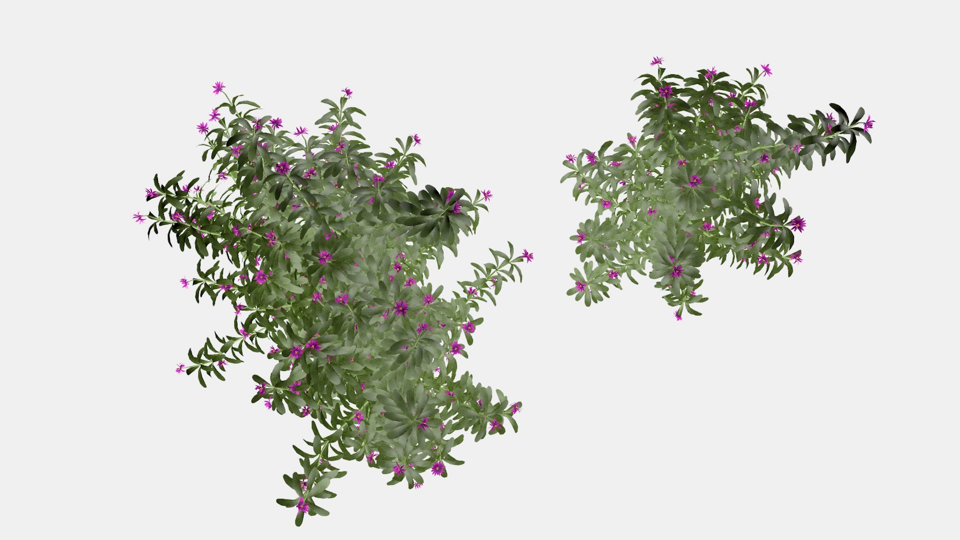 Cassie Flower 3d Model 3D model https://p.turbosquid.com/ts-thumb/YA/kWsmbz/ao/a2/jpg/1651963865/1920x1080/fit_q87/7477b905ffa10277ba0bf8ad519c0dd2c0e400d6/a2.jpg