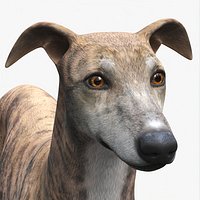 Greyhound Dog Male Brindle
