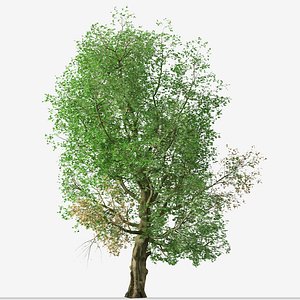 Set of Platanus orientalis or Old World sycamore Tree - 2 Trees 3D