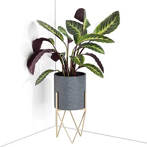 Houseplant 79 corner version