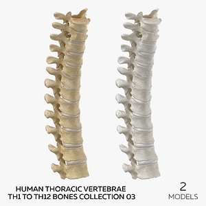 Human Thoracic Vertebrae TH1 to TH12 Bones Collection 03 - 2 models model